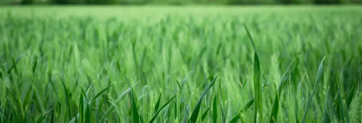 spring barley field